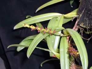Bild von Bulbophyllum sectiom ploiarum 3